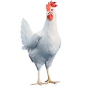 gallina1.png